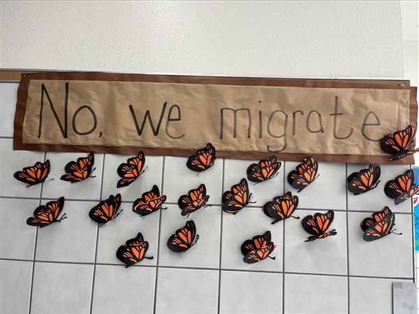 Butterflies